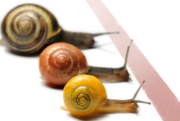 Racing snails
