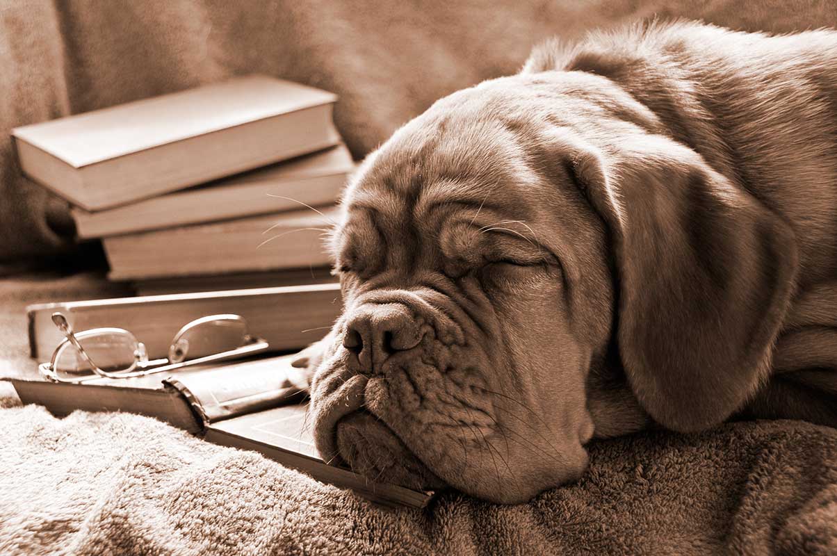 Dog fell asleep reading
